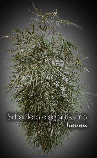 Aralia - Schefflera elegantissima - False aralia